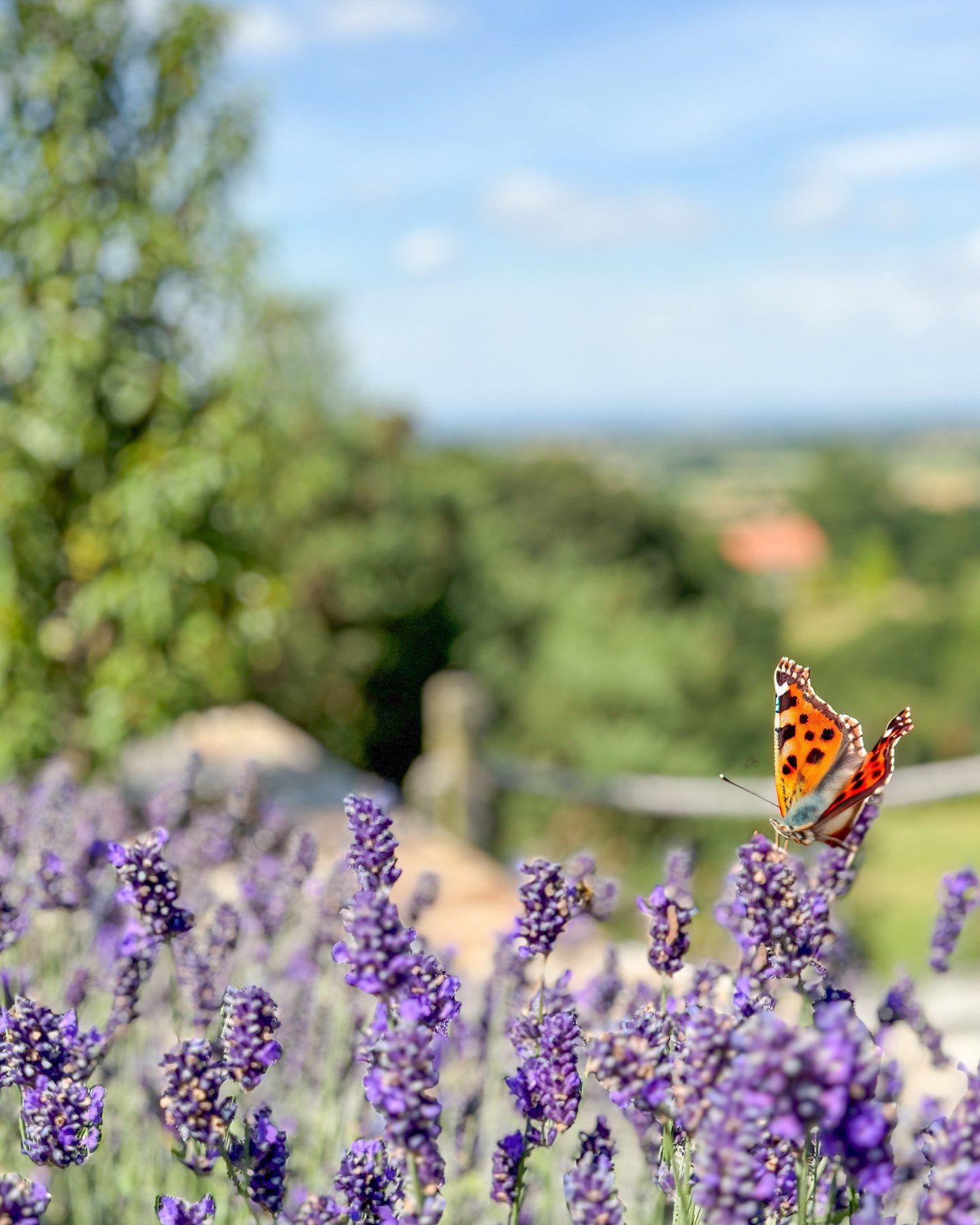 Butterfly on the lavender in the garden