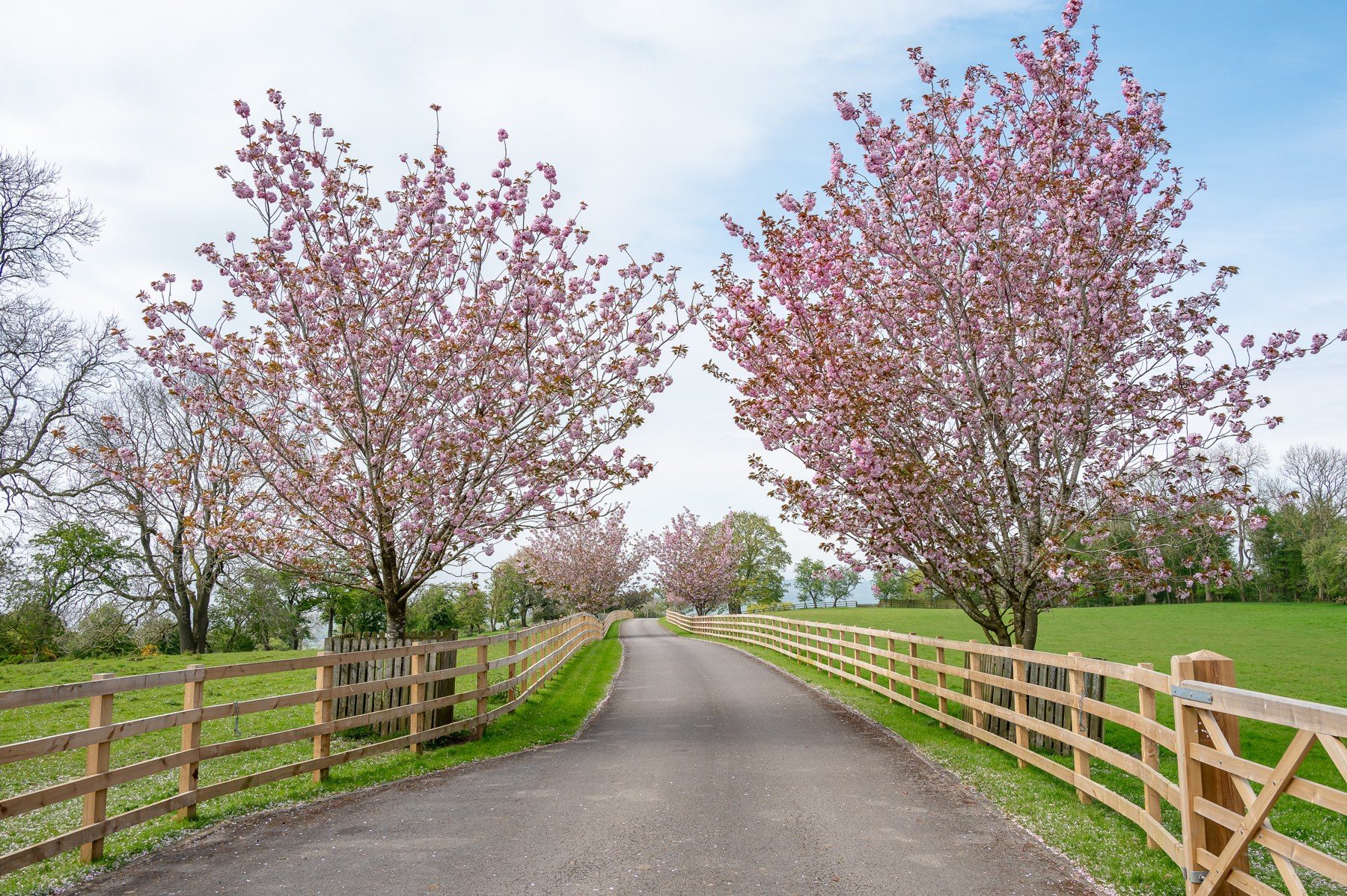 Blossom-lined private lane leading to the house